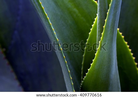 Image, Stock Photo Dragon tree agave leaf