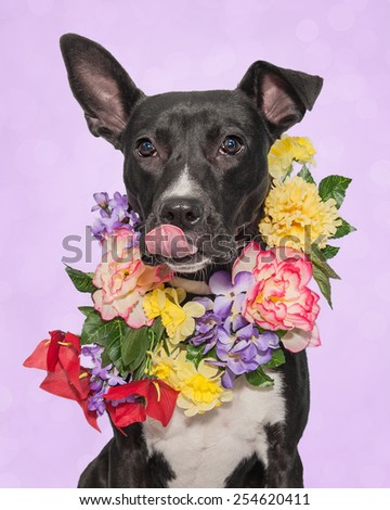 Funny Dog Wearing Flowers