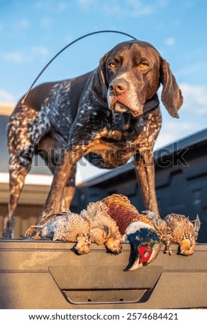 Similar – Foto Bild Jagdhund holt einen Vogel in Schottland