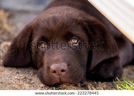 chocolate lab puppy dog face