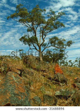 gum tree in South Australia