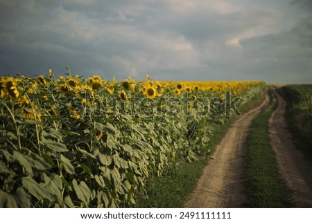 Similar – Image, Stock Photo Lavender and sunflower fields in Provence, France
