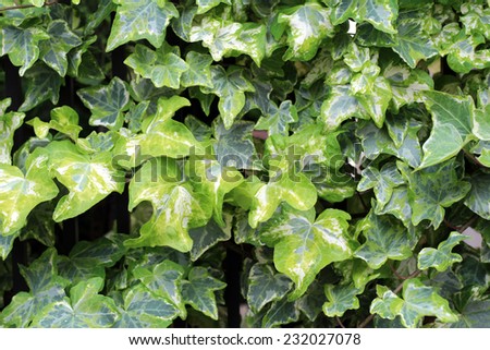 Ivy will moon around the wall in the vine. Green is the beautiful plant