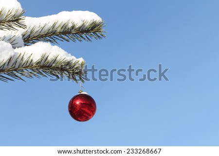The red glass sphere hanging on a snow-covered branch of a pine against the blue sky in the winter