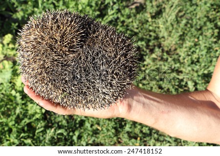 The hedgehog who curled up a ball in a male hand outdoors