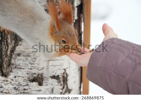 The squirrel sitting on a birch gnawing sunflower seeds from a female hand in park against snow