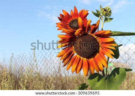 The red sunflower growing in a garden at a fence in summer day