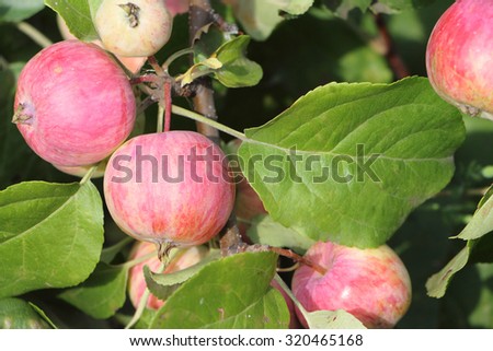 Ripe apples on branches in summer day