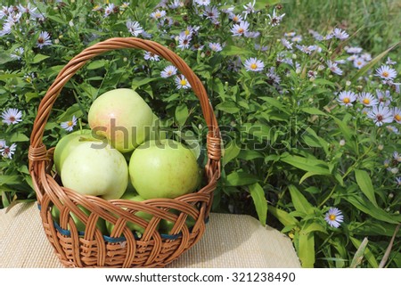 The apples lying in a wattled basket on a table in a garden against a green grass and flowers