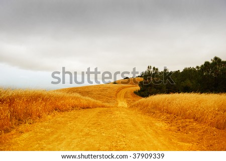 Rural road with dry grass on the sides disappearing into the stormy sky.