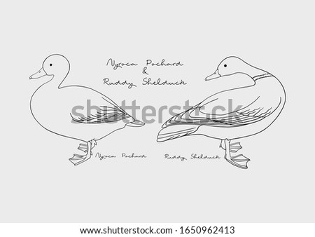 Vector Illustration of Duck / Bird, Nyroca Pochard and Ruddy Shelduck