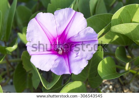 Beautiful single pink flower of goat\'s foot creeper or beach morning glory (ipomoea pes-caprae)