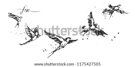 Vector illustrations of a dynamic flying swallow birds set. Modern splashing ink sketchy painting artwork. Monochrome black and white drawing. Perfect tattoo or t-shirt print.