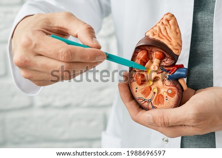 Treatment of kidney diseases, pyelonephritis. Urologist pointing pen kidney structure on an anatomical model Stock foto © 