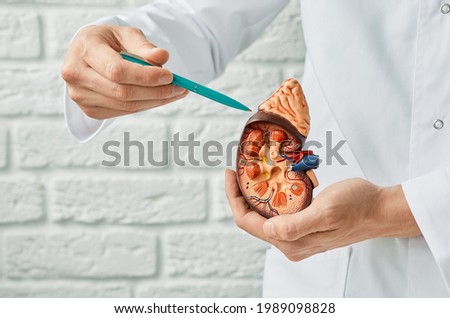 Kidney health concept. Close-up, anatomical model of human kidney in doctor hands. Urology Stock foto © 