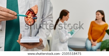Urology and treatment of kidney disease. Doctor analyzing of patient kidneys health using kidney anatomical model during doctor consultation Stock foto © 