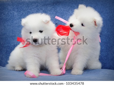 Cute puppies of Samoyed dog (also known as Bjelkier) playing with each other\'s ribbons