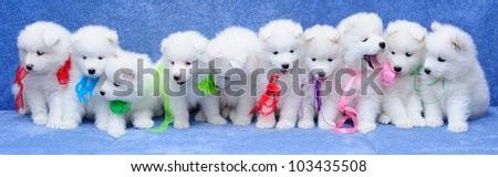 Ten fluffy Samoyed (or Bjelkier) puppies  with multicolored ribbons
