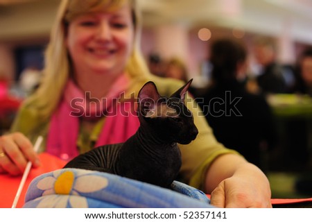 ST. PETERSBURG - MAY, 1: Majestic black Sphynx cat at the International cat exhibition \