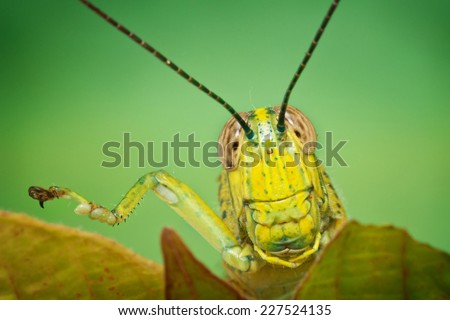 closeup of grasshopper\'s head with one leg up