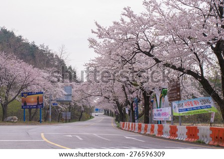 Cherry tunnel of Seoul, Korea : 16th April,2015 : Cherry trees blossom everywhere in springtime