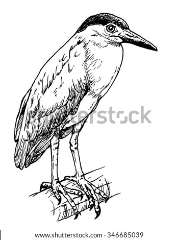 Similar – Image, Stock Photo Black crowned heron on wet ground