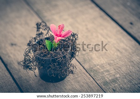vintage abstract dried plant and new Generating of pink hibiscus. wood background