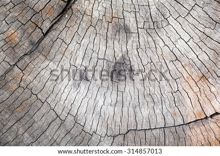 old tree stump texture background, old wooden stump.