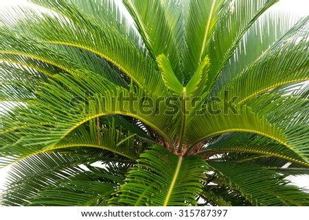 green leaves of cycad plam tree plant white background use for garden and park decorated