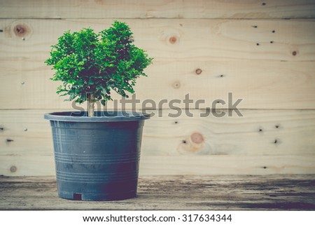 vintage tone of Small decorative tree on wooden background, little green Tree in the pots