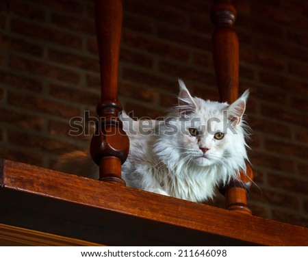 Young white Maine Coon Cat sitting on antique brown stairway