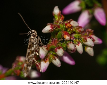 Macro night shot of a very small moth like insect resting on heather in bloom