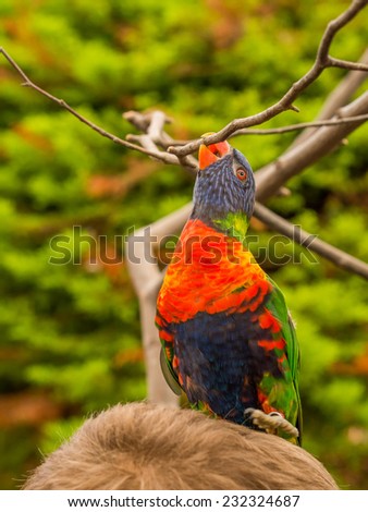 Colorful lori parrot grabs branch while standing on persons head