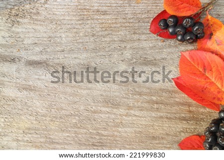 Autumn leafs and berries background