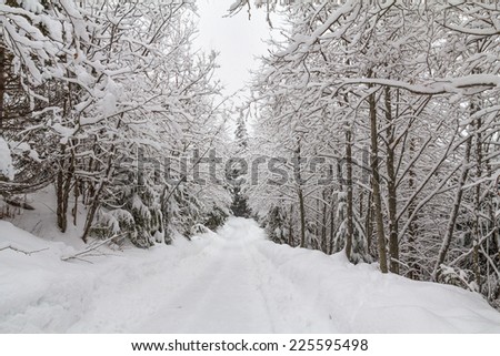 Covered with deep snow, the Valley Trail in Whistler, B.C. passes through a corridor of deciduous trees whose branches are still covered with a thick layer of fresh snow... and it is still snowing.
