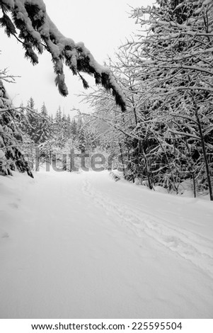 Footprints in deep, fresh snow lead through a forested trail in the valley near Whistler Village, BC, Canada,  Fresh snow still sits in thick layers on tree branches.