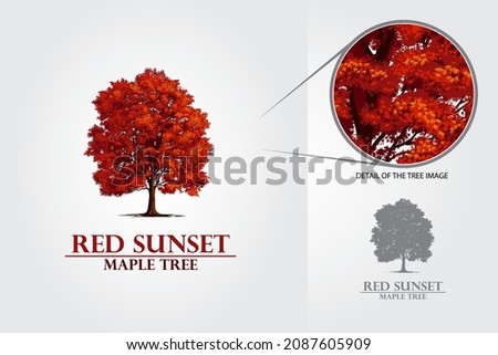 Detailed red maple tree vector logo template on white backgorund, summer and autumn ones. 