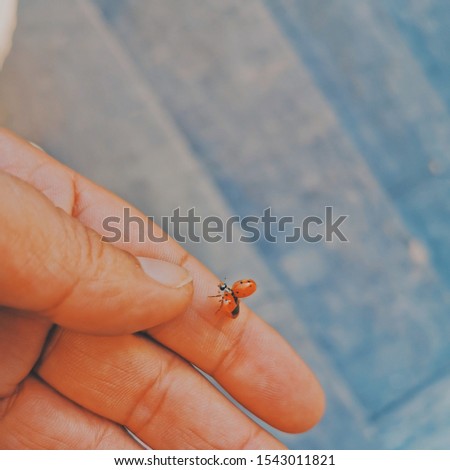 Marienkäfer auf der Hand fliegt  Stock foto © 