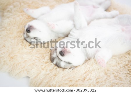 siberian husky puppies sleeping on the wool