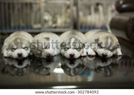 Puppies Siberian husky sleeping on glass table