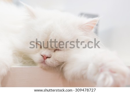 Persia  cat Sleepy