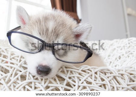 cute siberian husky puppy with eye glasses on white wicker chair