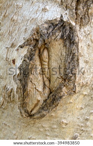 pussy fanny cunt vagina Gay nova scotia