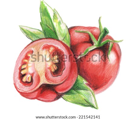 pencil drawing of red tomato