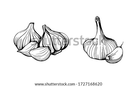 Garlic isolated on a white background. Set of garlic. Strengthening the immune system. Hand drawn vector illustration in Doodle style