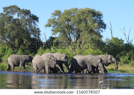 Similar – Foto Bild Elefanten im Fluss in Pinnawella