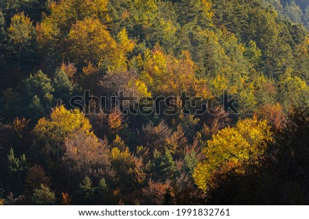 La Pardina del Señor forest in autumn, near to Fanlo (Ordesa and Monte Perdido National Park, Aragon, Spain, Pyrenees) Foto stock © 