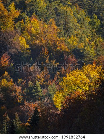 La Pardina del Señor forest in autumn, near to Fanlo (Ordesa and Monte Perdido National Park, Aragon, Spain, Pyrenees) Foto stock © 