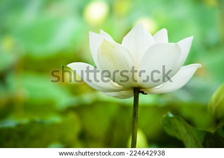 white lotus in thailand