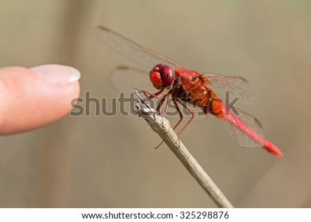 red dragonfly on sprig near human finger